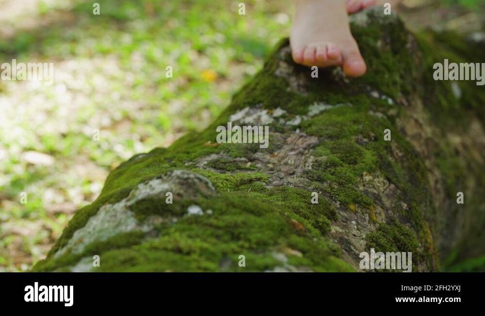 Children barefoot tree Stock Videos & Footage HD and 4K Video Clips