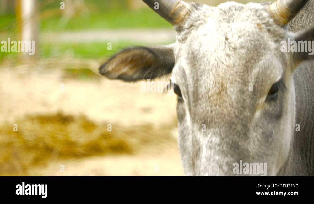 Zebu ranch Stock Videos & Footage HD and 4K Video Clips Alamy