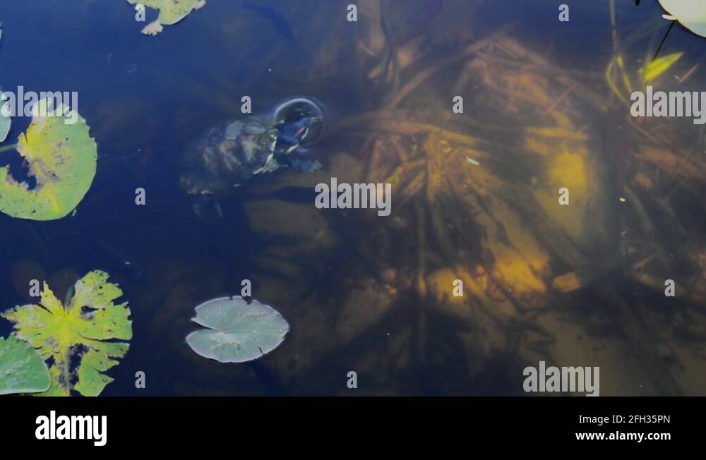 Fish waterways Stock Videos & Footage - HD and 4K Video Clips - Alamy