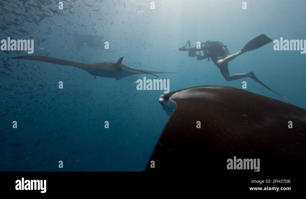 Scuba diver manta Stock Videos & Footage HD and 4K Video Clips Alamy