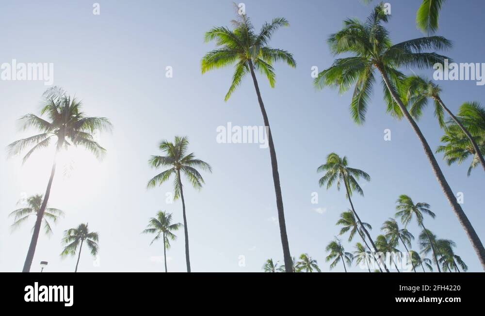 Clear blue sky with palm trees on beach Stock Videos & Footage - HD and ...