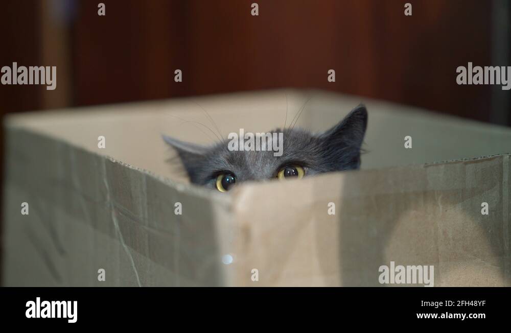 Cat ears flat Stock Videos & Footage HD and 4K Video Clips Alamy