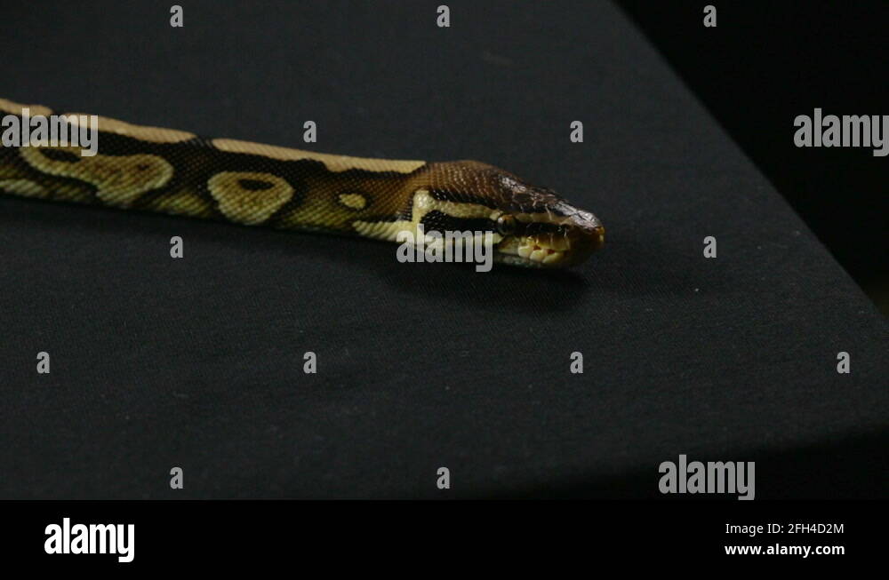 Decoding Snake Behavior Yawning Stress Explained - y3ue1b9