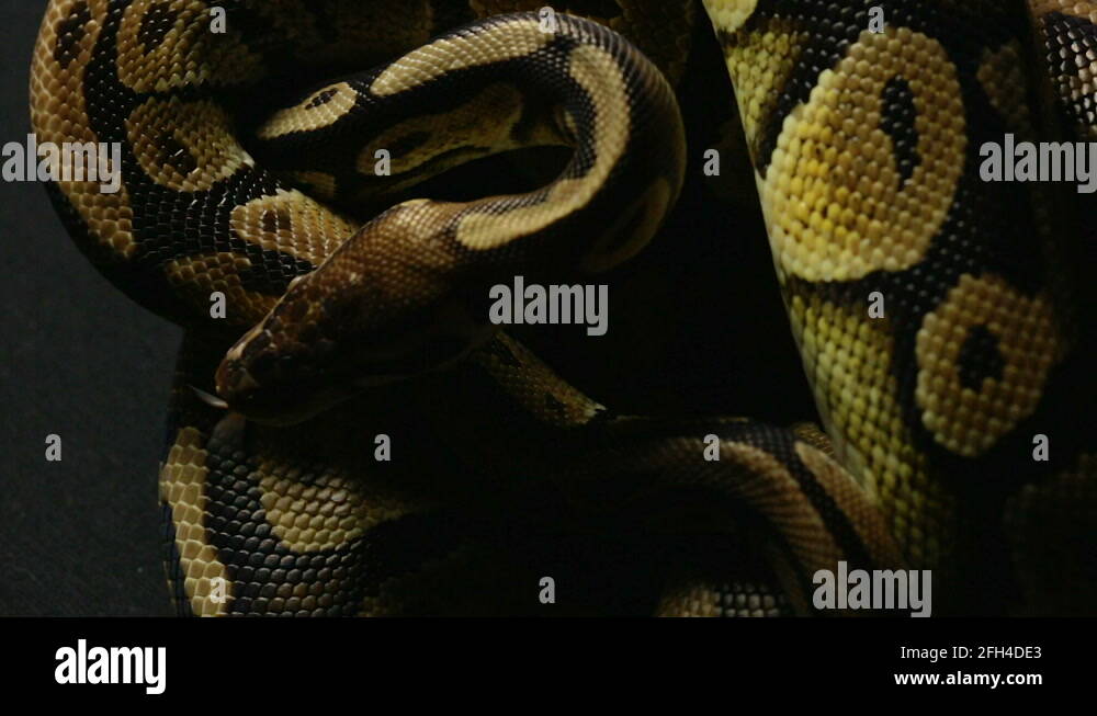 Ball pythons Stock Videos & Footage - HD and 4K Video Clips - Alamy