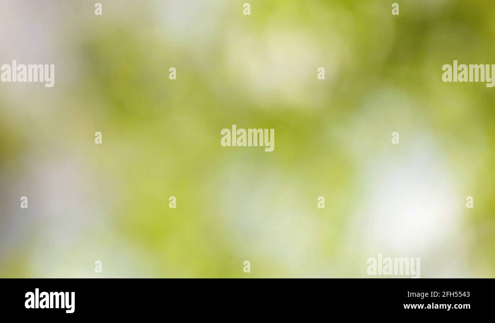Blurry green forest background Stock Videos & Footage HD and 4K Video Clips Alamy