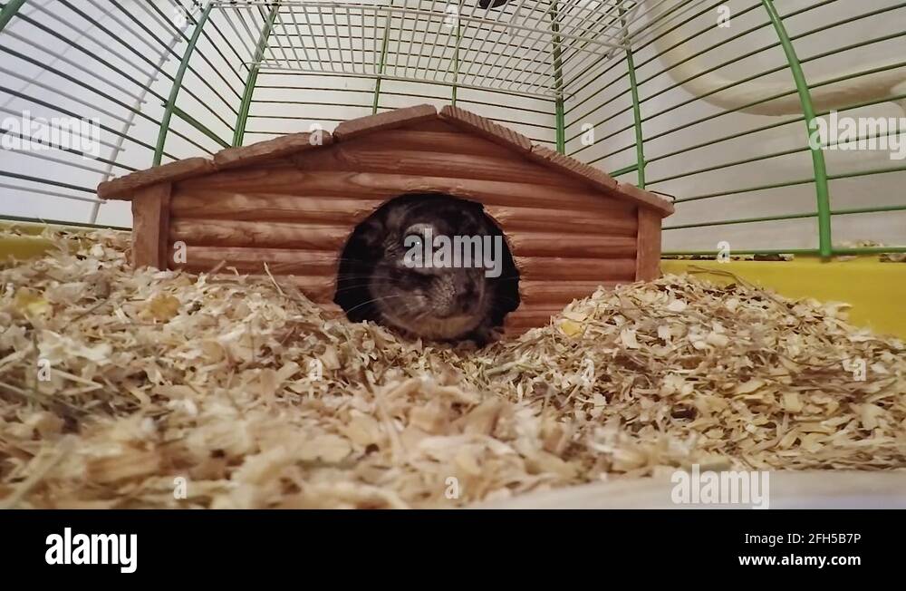 Chinchilla house Stock Videos & Footage HD and 4K Video Clips Alamy