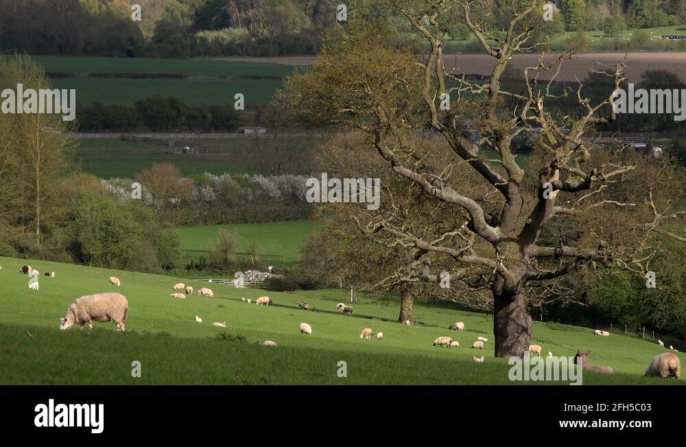 Field with old oak tree Stock Videos & Footage - HD and 4K Video Clips ...