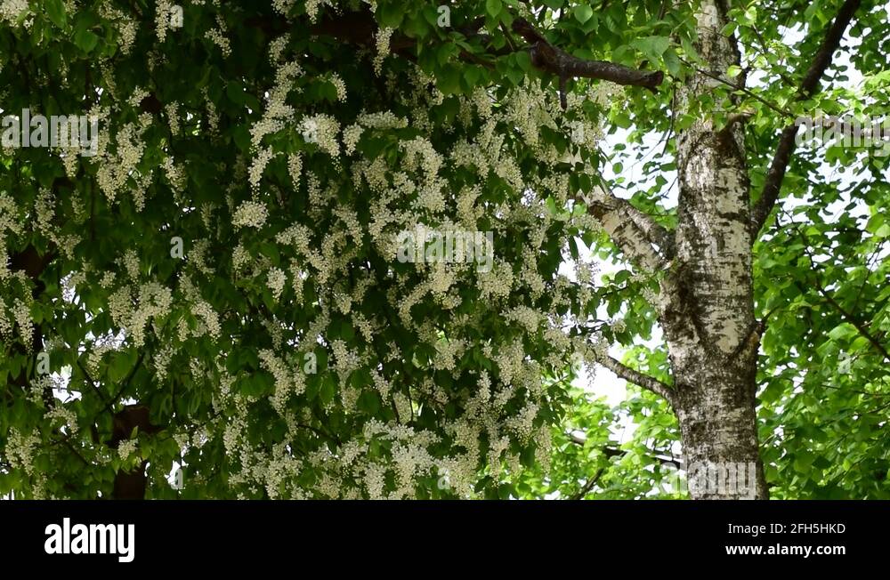 Flowering birch tree Stock Videos & Footage HD and 4K Video Clips Alamy