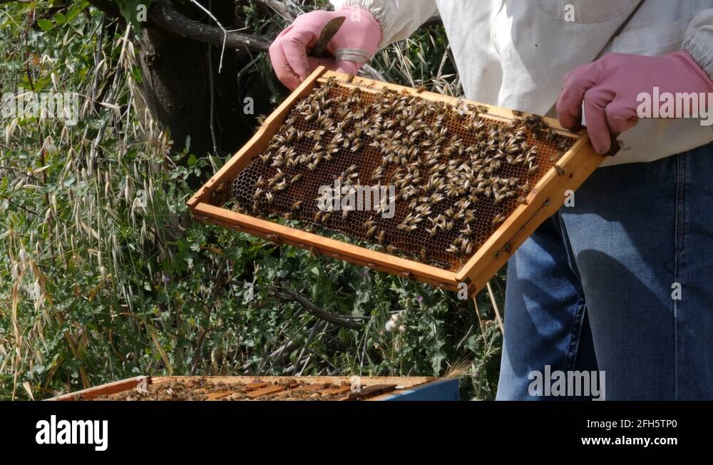 Brood frame with brood Stock Videos & Footage HD and 4K Video Clips