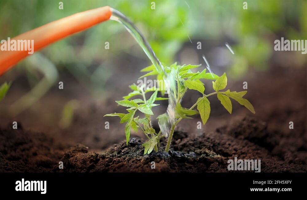 Vegetable sprout Stock Videos & Footage - HD and 4K Video Clips - Alamy