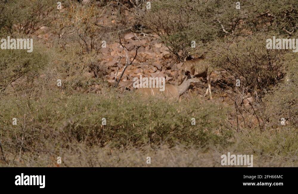 Kudu kudu Stock Videos & Footage - HD and 4K Video Clips - Alamy