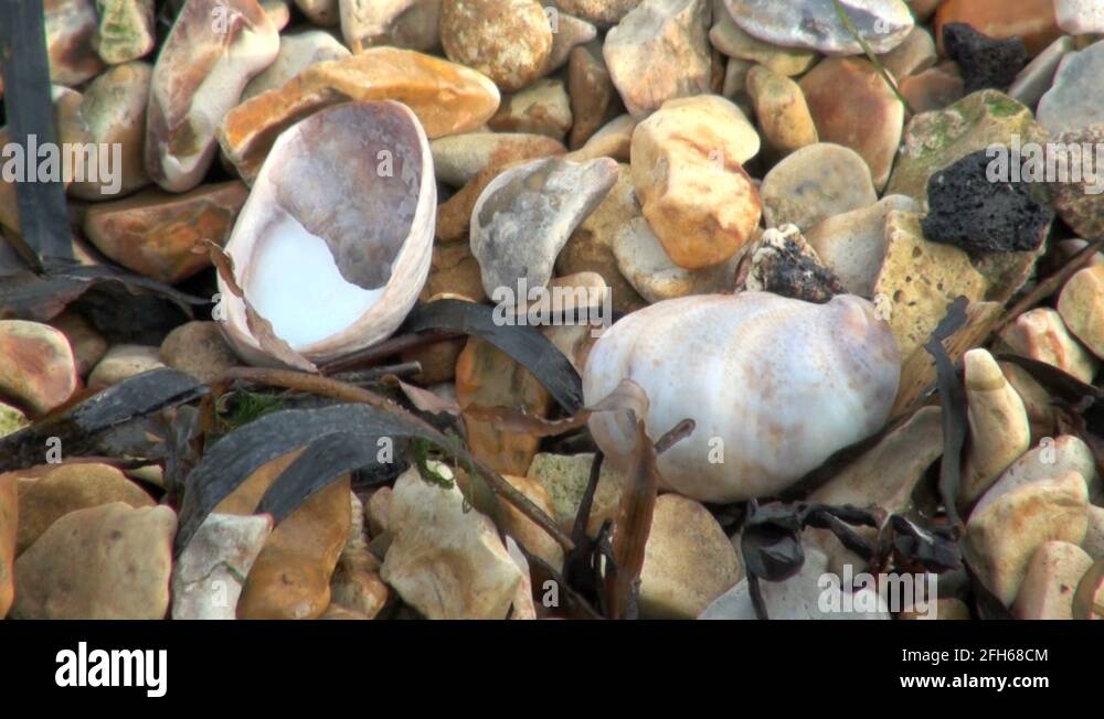 Limpet on beach Stock Videos & Footage HD and 4K Video Clips Alamy
