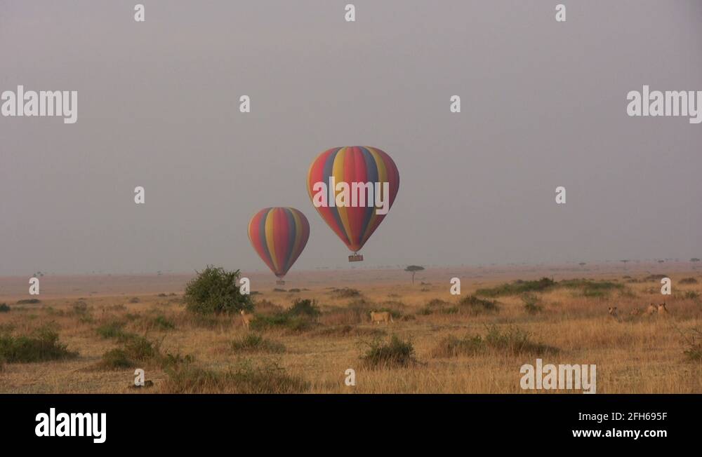 Balloon danger to wildlife Stock Videos & Footage HD and 4K Video