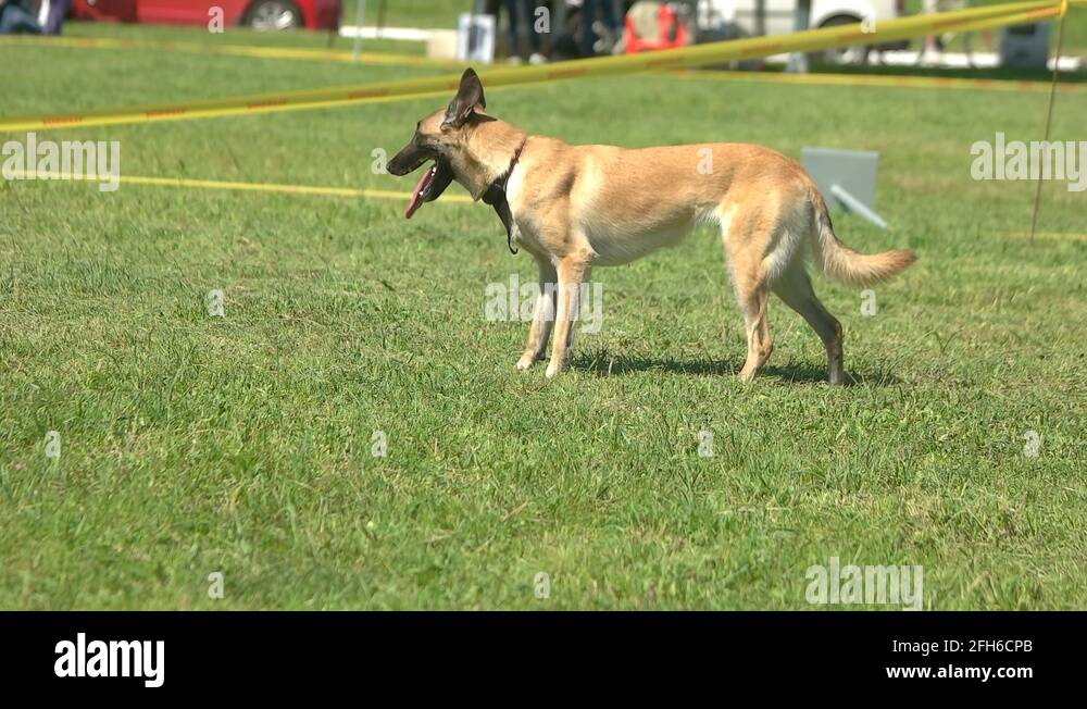 dog-is-lying-down-stock-video-footage-alamy