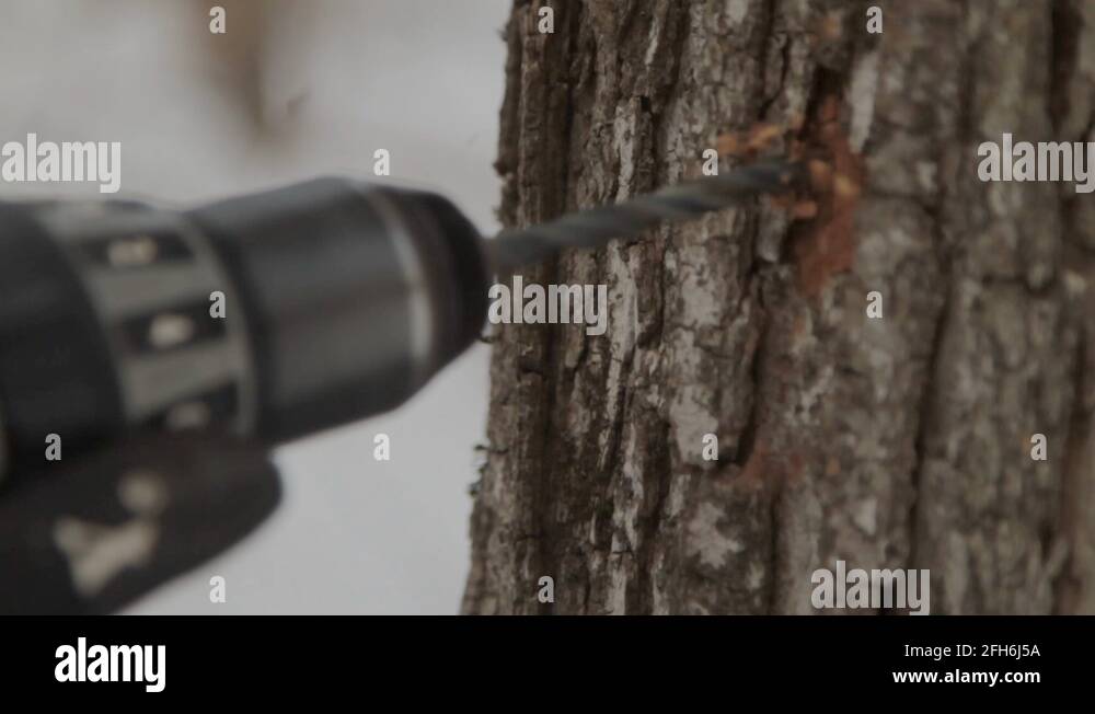 Maple syrup farmer maple syrup Stock Videos & Footage HD and 4K Video