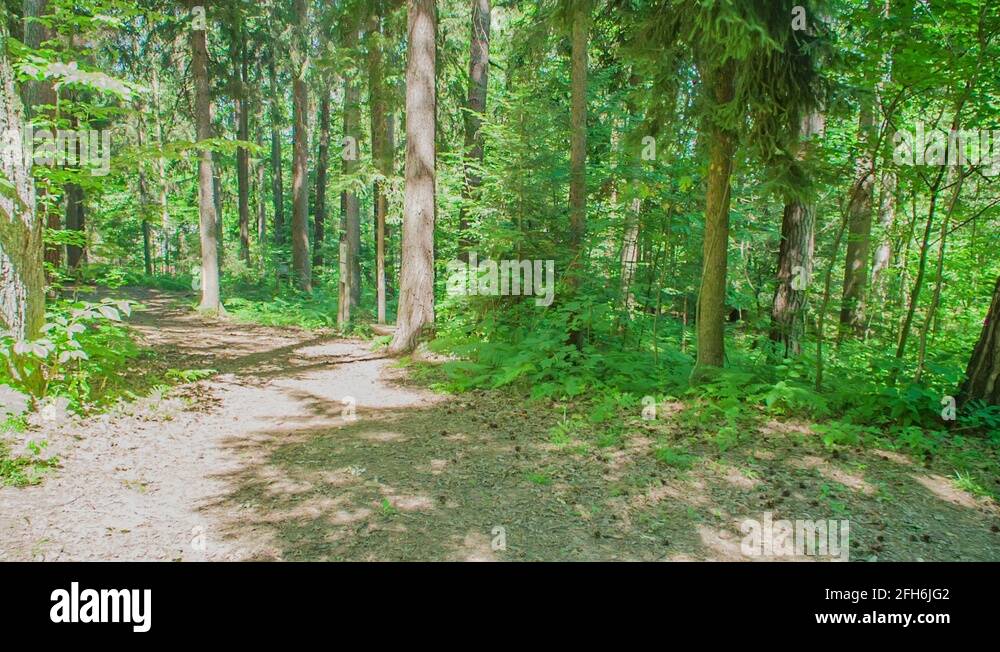 School class in a forest Stock Videos & Footage - HD and 4K Video Clips ...