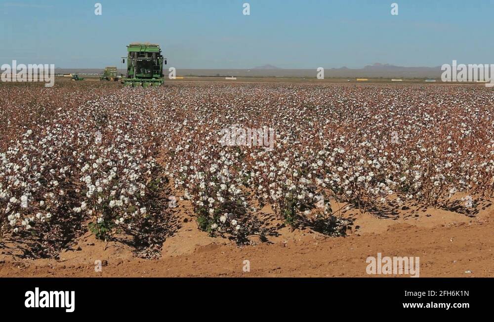 Cotton farming Stock Videos & Footage HD and 4K Video Clips Alamy