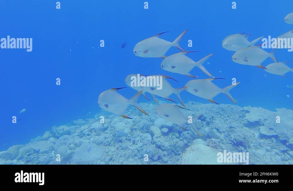 School Of Snub Nosed Dart Stock Video Footage Alamy