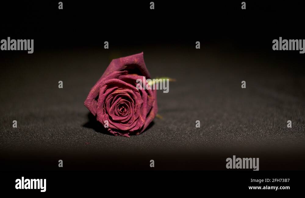 Dying dead wilt Stock Videos & Footage HD and 4K Video Clips Alamy