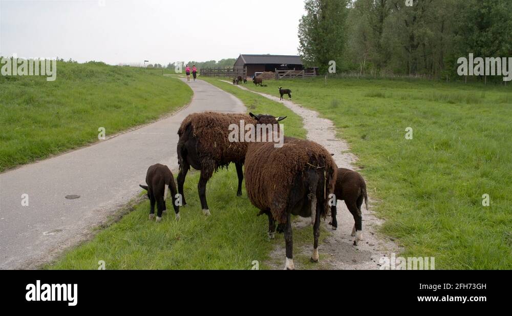 Jogging girls passing couple of black sheep along a trail, 4K Stock