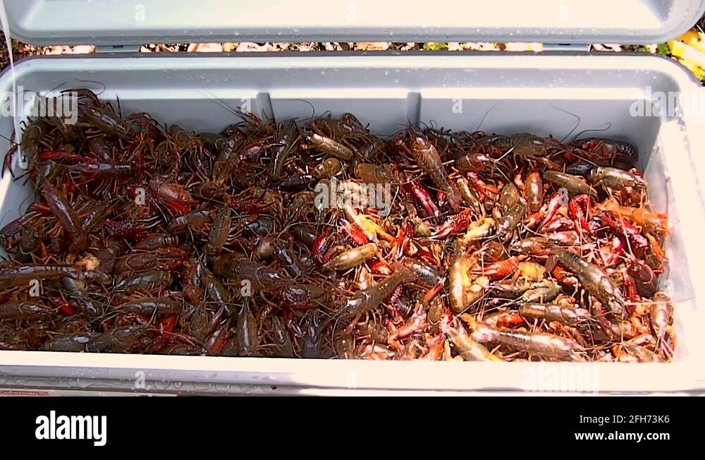 live crawfish in a ice chest Stock Video Footage Alamy