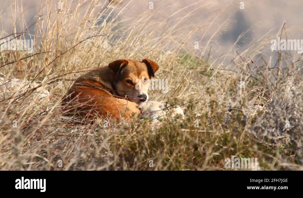 feral-dog-stock-videos-footage-hd-and-4k-video-clips-alamy