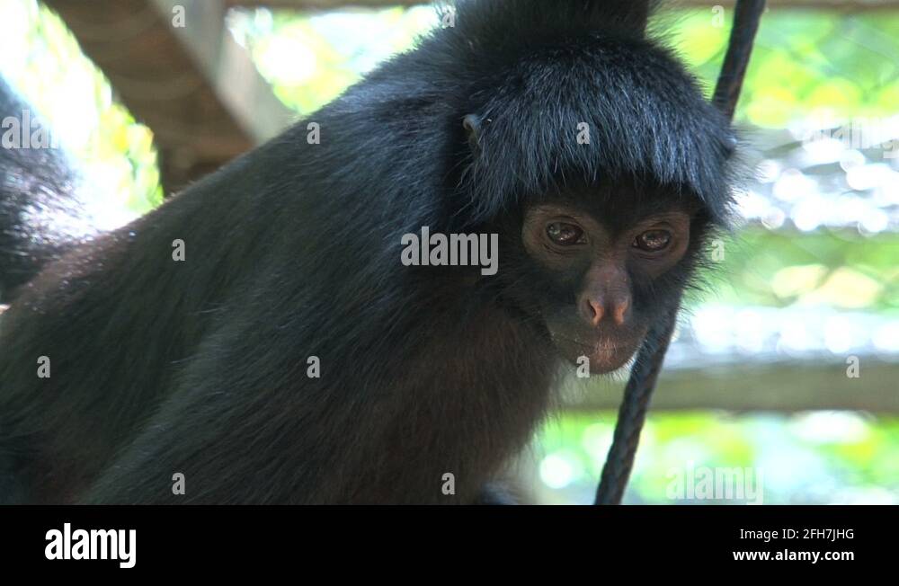 Amazon rainforest spider monkey Stock Videos & Footage - HD and 4K