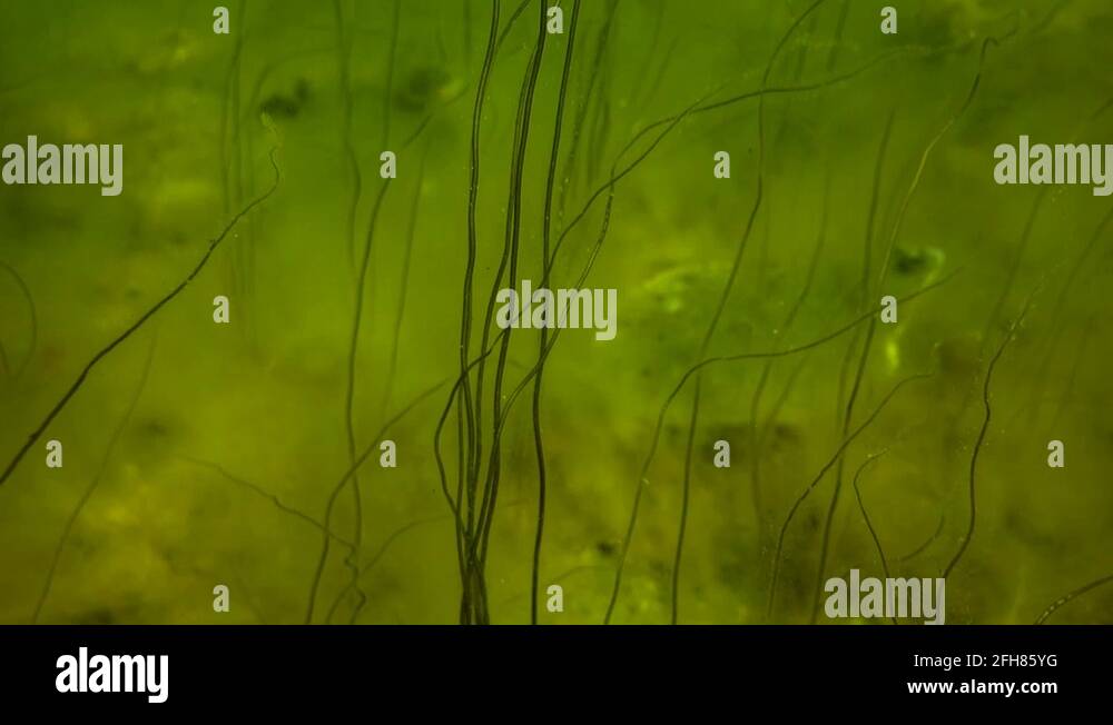 Flounder swimming underwater in ocean Stock Videos & Footage HD and