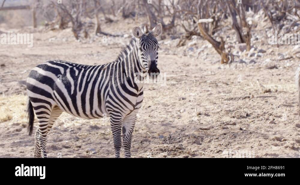 Zebra in desert Stock Videos & Footage - HD and 4K Video Clips - Alamy