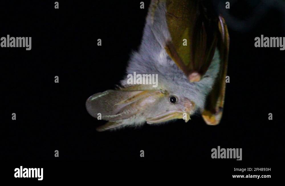 Bat eating insect Stock Videos & Footage HD and 4K Video Clips Alamy