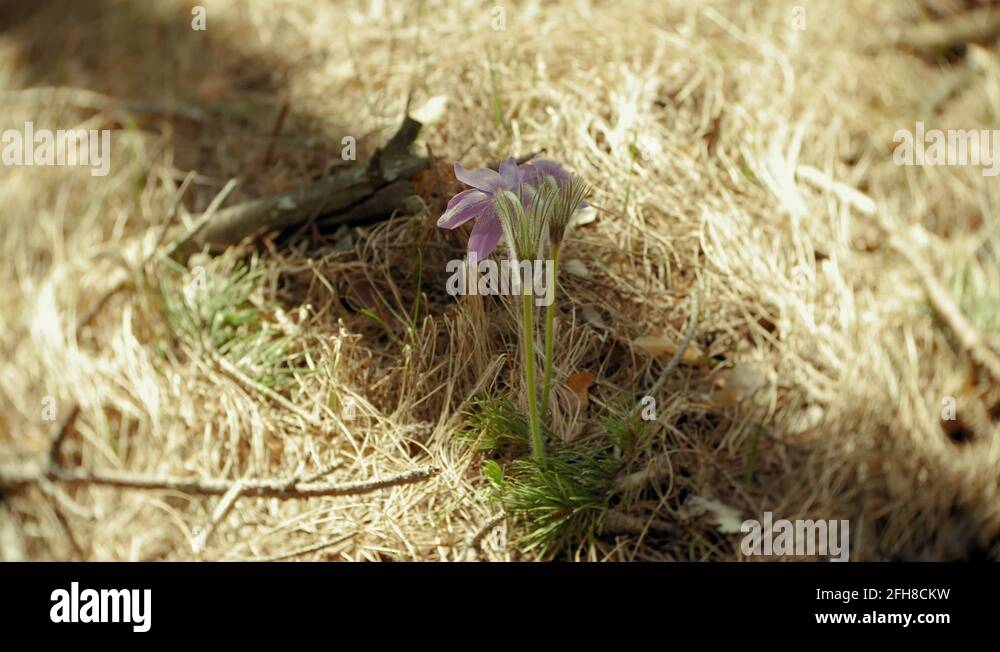 Nemophila. Spring blue flowers in the forest Stock Video Footage Alamy