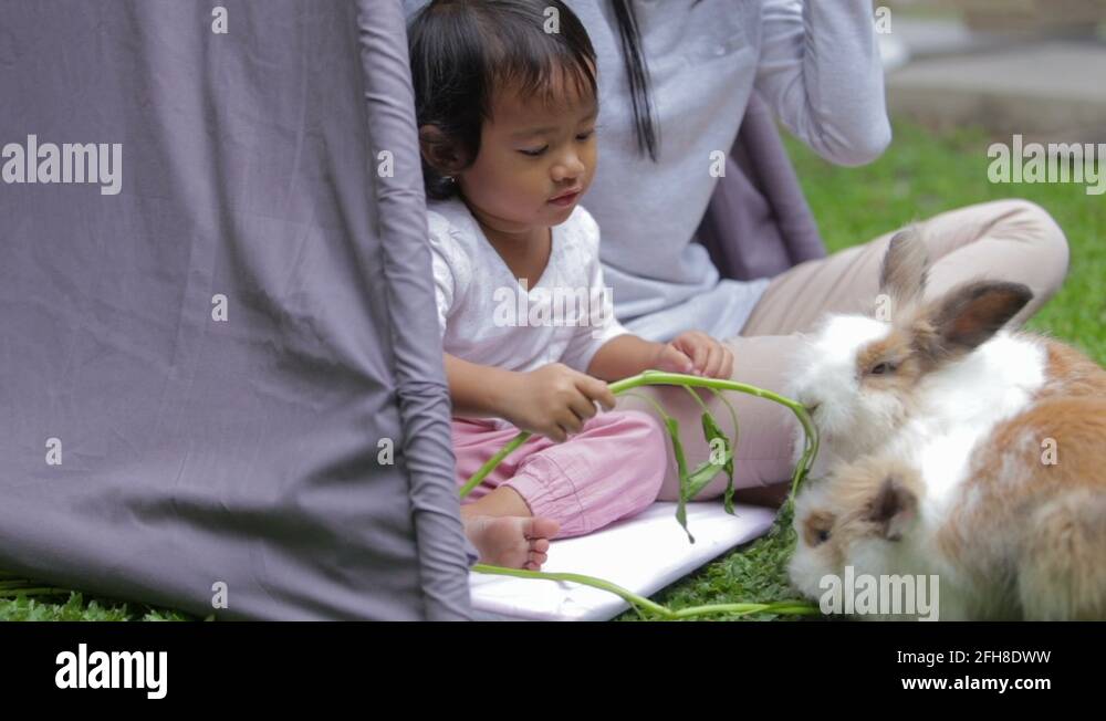 Rabbit mum with rabbit daughter Stock Videos & Footage - HD and 4K ...