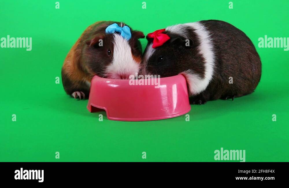 Guinea pigs on green screen. Cavy Pig eating carrot food Stock Video