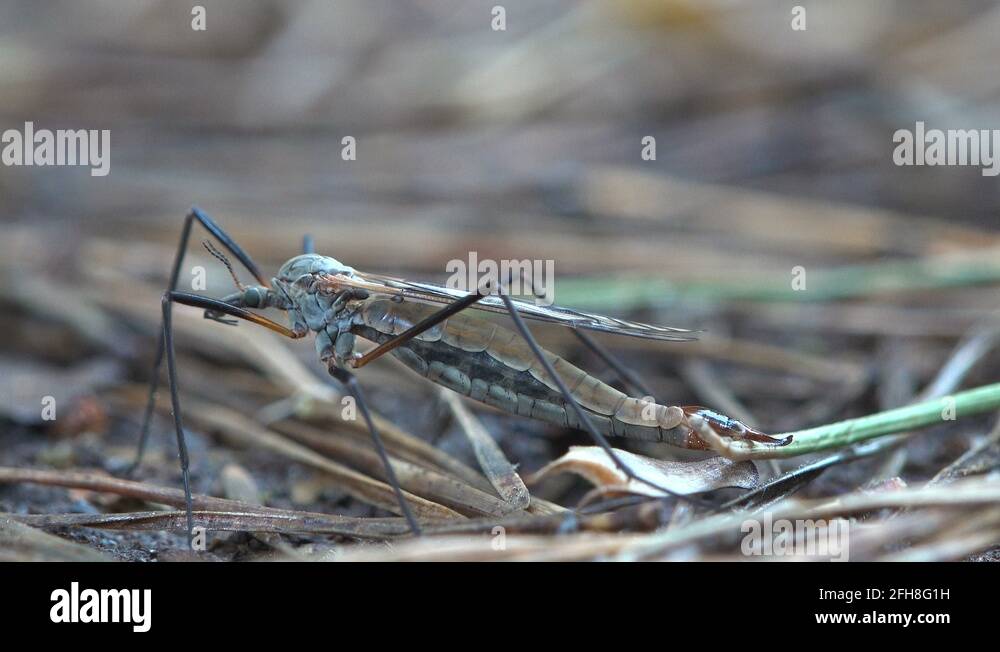 Crane fly eggs Stock Videos & Footage HD and 4K Video Clips Alamy
