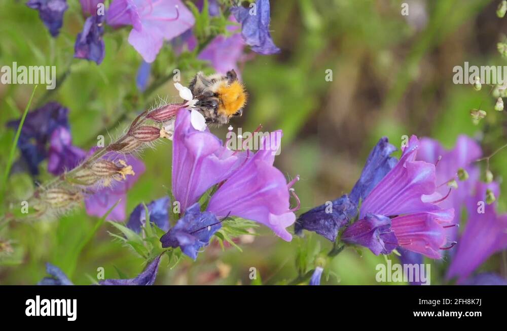 Spring flower pollination Stock Videos & Footage - HD and 4K Video ...