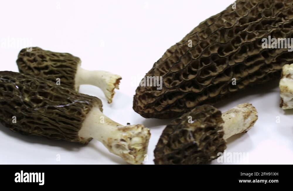 black morels (Morchella elata) are edible wild mushrooms Stock Video