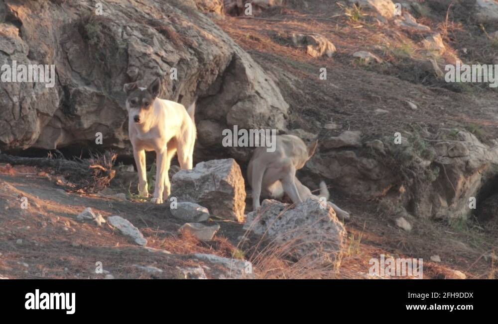 feral-dogs-stock-videos-footage-hd-and-4k-video-clips-alamy