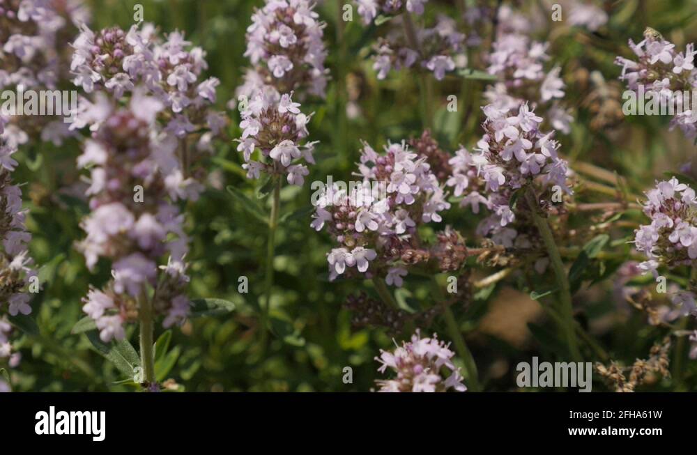 Thymus serpyllum herb Stock Videos & Footage HD and 4K Video Clips