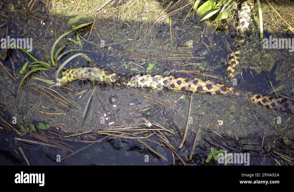 Water lily root Stock Videos & Footage HD and 4K Video Clips Alamy