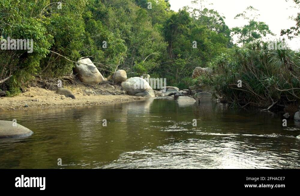 River in green rainforest landscape. Green tropical forest and rocky ...