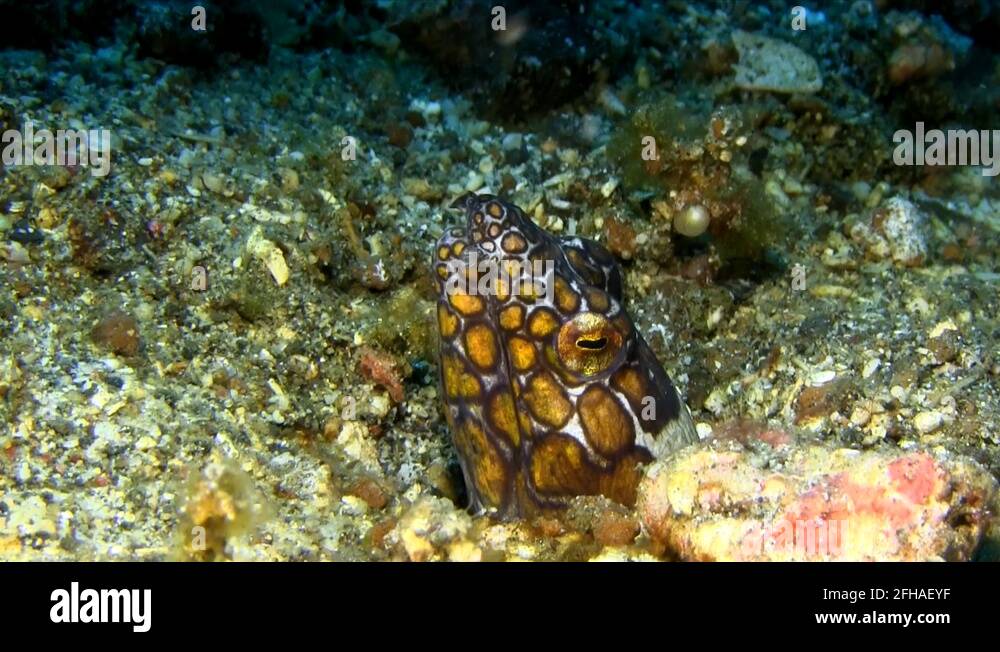 Saddled snake eel Stock Videos & Footage HD and 4K Video Clips Alamy
