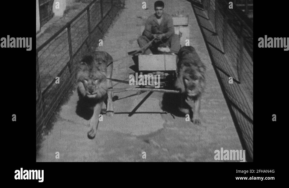 1950s UNITED STATES Lion Pulls Cart Lion On Swing Lions Fight In 1950s-united-states-lion-pulls-cart-lion-on-swing-lions-fight-in