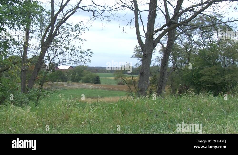 Green trees grass pine trees Stock Videos & Footage HD and 4K Video