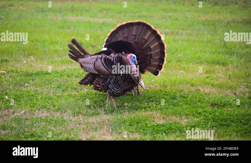 Wild turkeys mating Stock Videos & Footage - HD and 4K Video Clips - Alamy