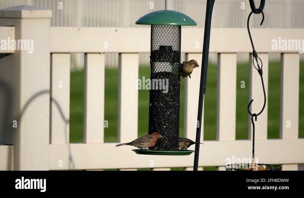 Male and female house finches eat sunflower seeds from a back-yard