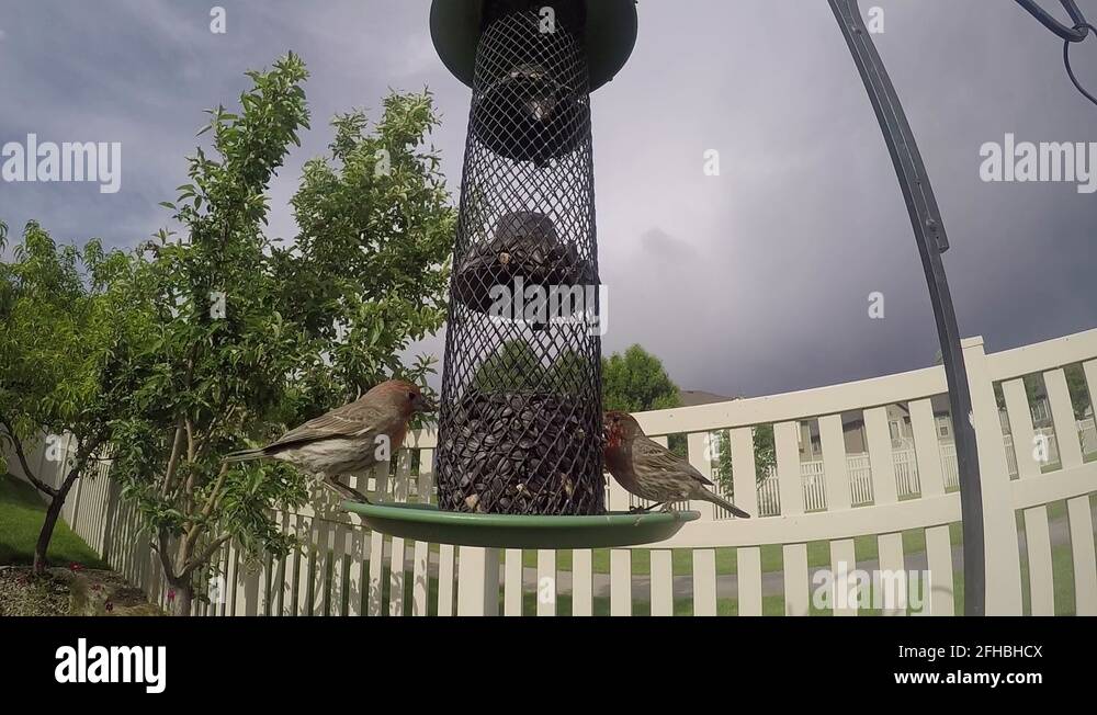 Four male house finches or purple finches eat sunflower seeds from a