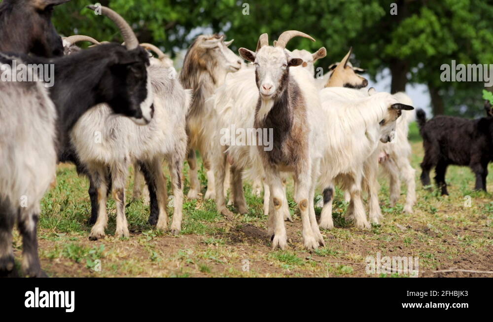 Goat bath Stock Videos & Footage HD and 4K Video Clips Alamy