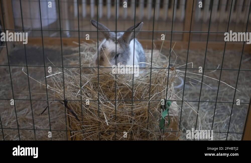 Bunny eating hay indoors Stock Video Footage Alamy