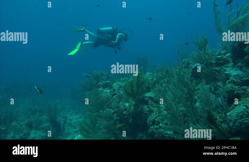 Scuba diver with puffer fish Stock Videos & Footage HD and 4K Video
