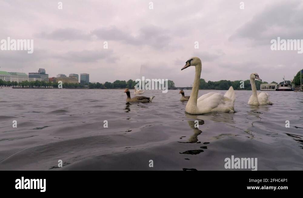 Schwan swan Stock Videos & Footage HD and 4K Video Clips Alamy
